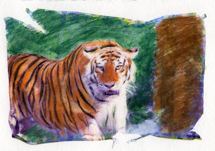 Hand colored c-print lift, tiger